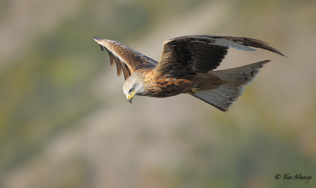 Red Kite 2012